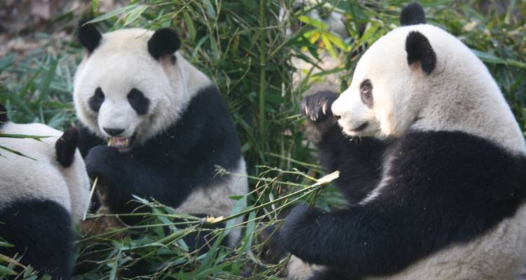 Pandas & Yangtze Cruise Tour