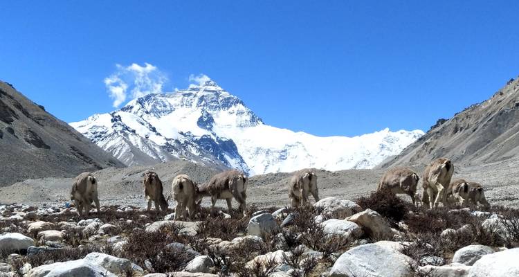 Mt. Everest Group Tour