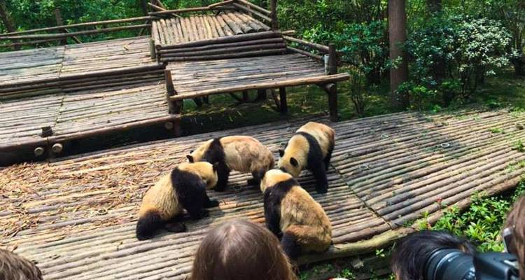 Chengdu Pandas Experience Tour
