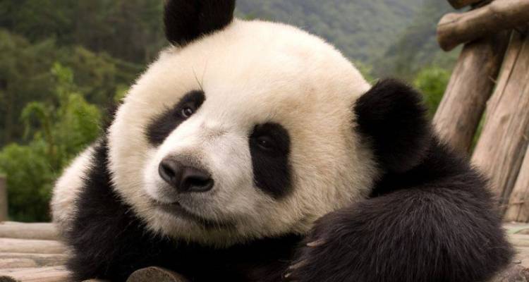 Chengdu Pandas Experience Tour